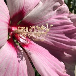 Meet your Posher, Gail Mazhari